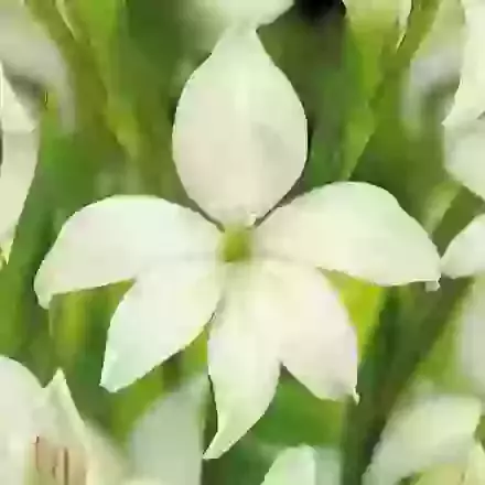 Hardy Gladiolus Albus
